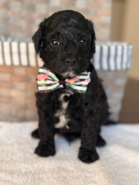 WhatsApp Image 2024-06-23 at 20.13.05_c61a3f85